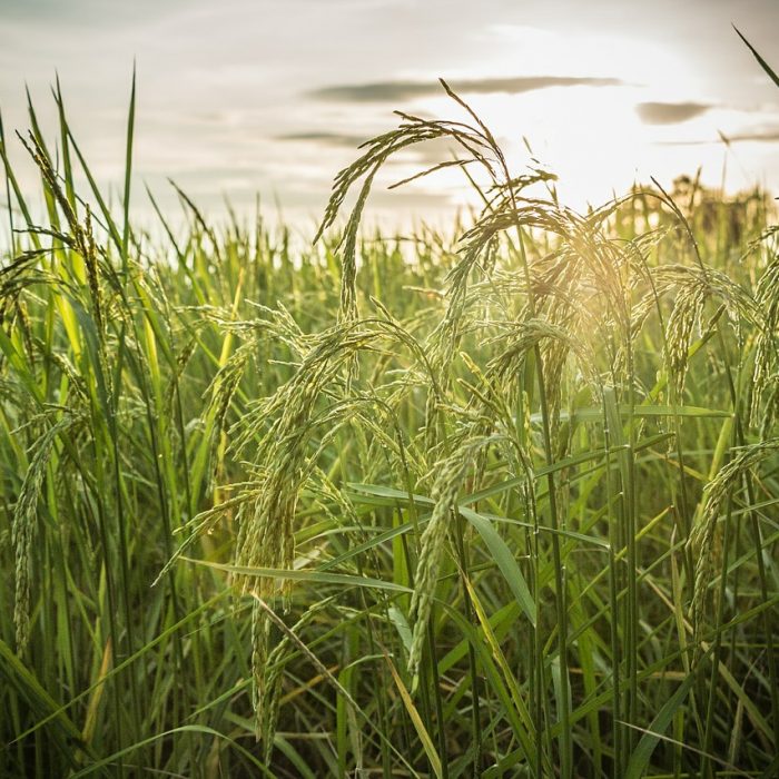 rice, field, farm